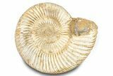 Polished Jurassic Ammonite (Perisphinctes) - Madagascar #283199-1
